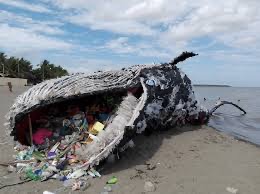 beached whale